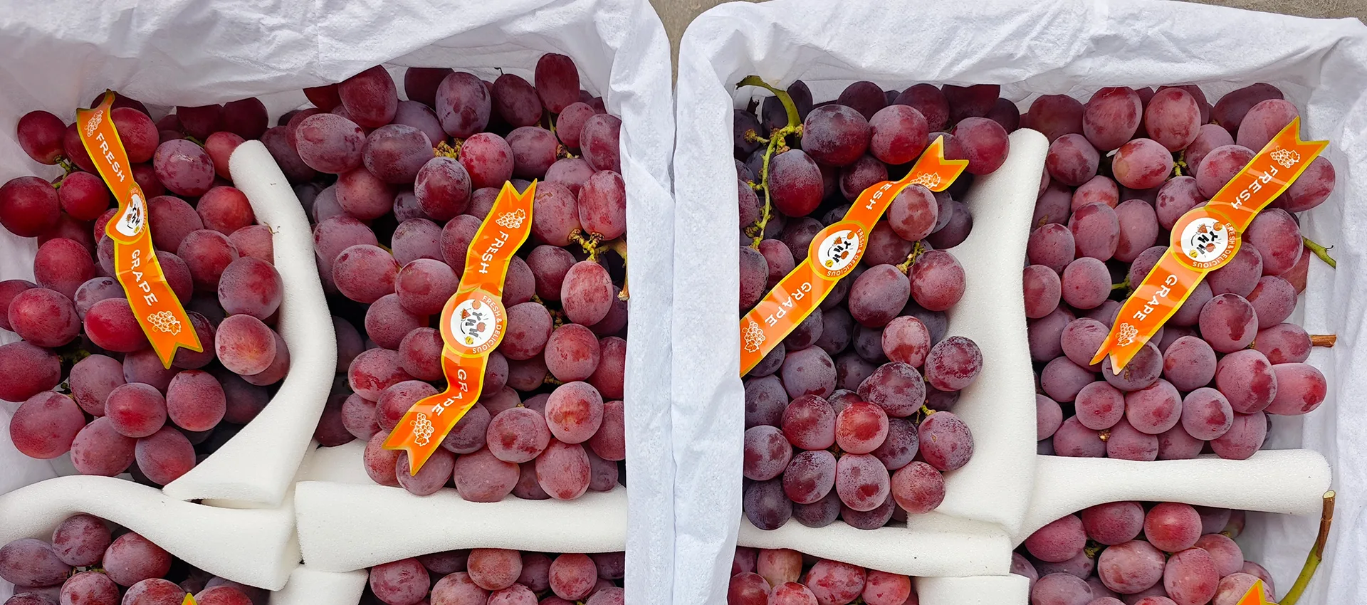 Fornitore cinese di uva fresca premium