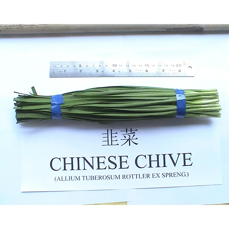 Perché l'erba cipollina cinese fresca è ampiamente utilizzata nella cucina asiatica?