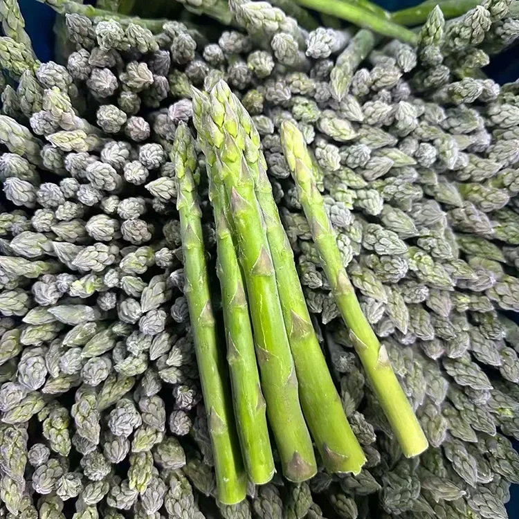 Asparagi verdi congelati selezionati per un servizio di ristorazione e una fornitura di ingredienti coerenti