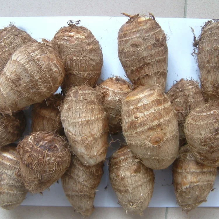 Taro fresco di campo