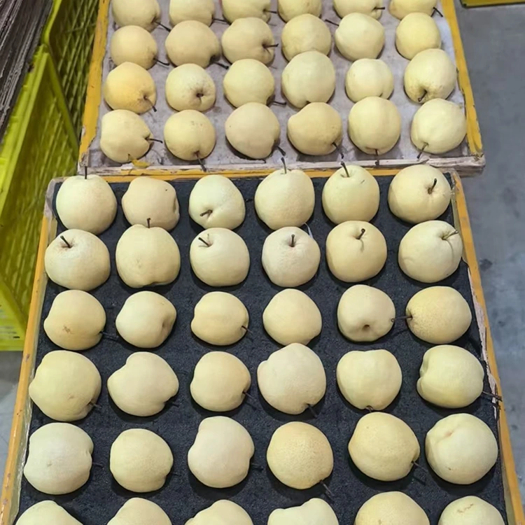 Pere Gong appena raccolte