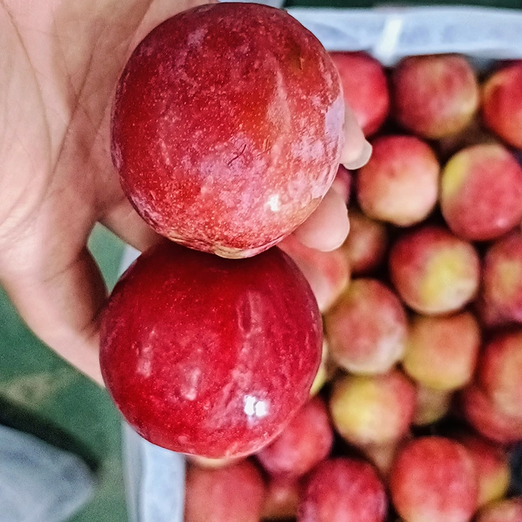 Prugna rossa dolce fresca di Meiyi