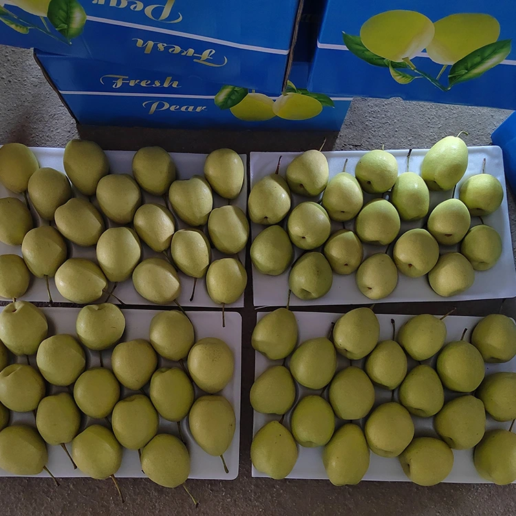Pere Shandong naturalmente dolci