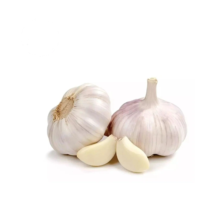 Aglio bianco normale premium, compatto e carnoso