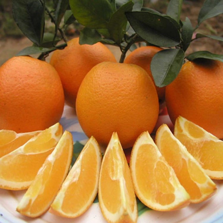 Arance Navel dolci fresche e succose di alta qualità