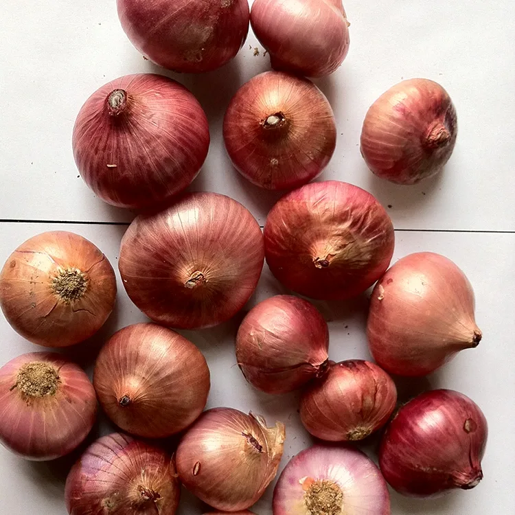 Cipolle rosse fresche di prima qualità