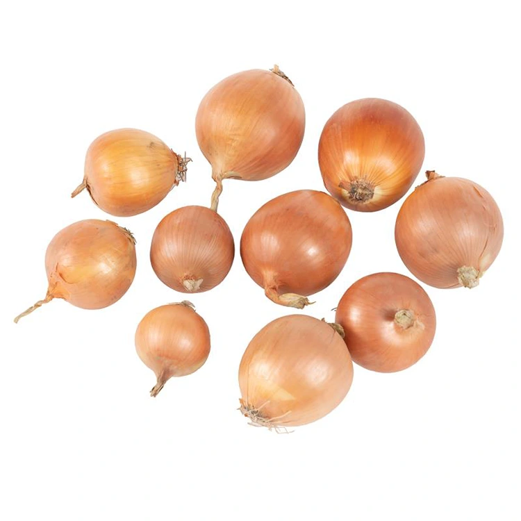Cipolle gialle fresche di prima qualità