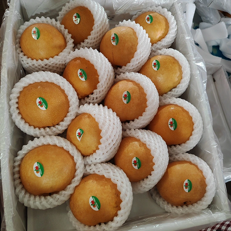 Pere Shingo di alta qualità