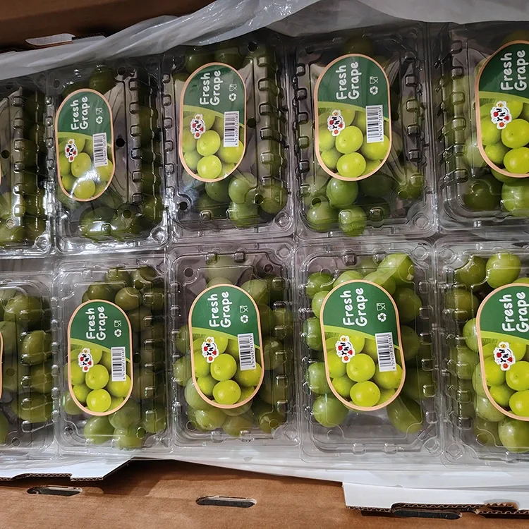 Uve Moscato Selezionate, Fresche e Splendenti